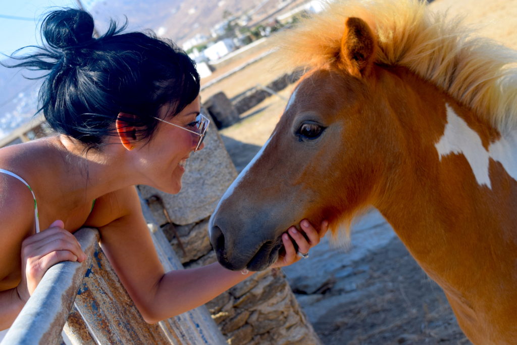 Mini horse on mykonos island greece